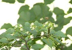 长白山紫椴种子雨的时空分布格局