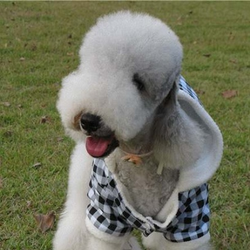 贝灵顿梗_360百科