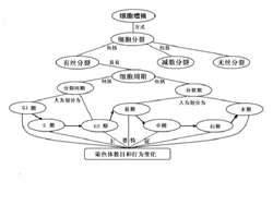 细胞增殖