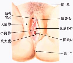 大<em>阴唇</em>_360百科