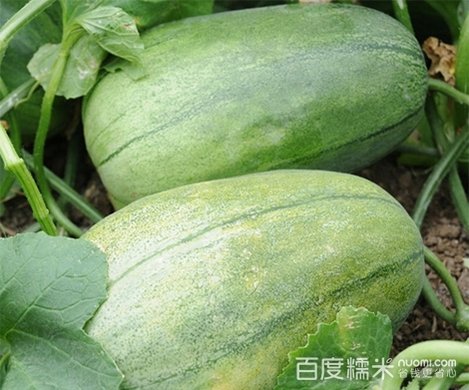 香瓜采摘!香溢芝麻香瓜一箱,10斤装,头茬香瓜,