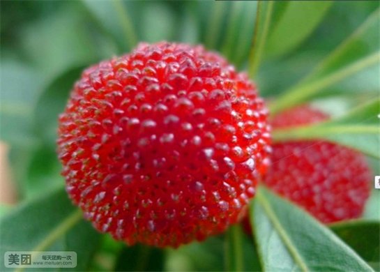 单人采摘门票1人次,杨梅品种纯正