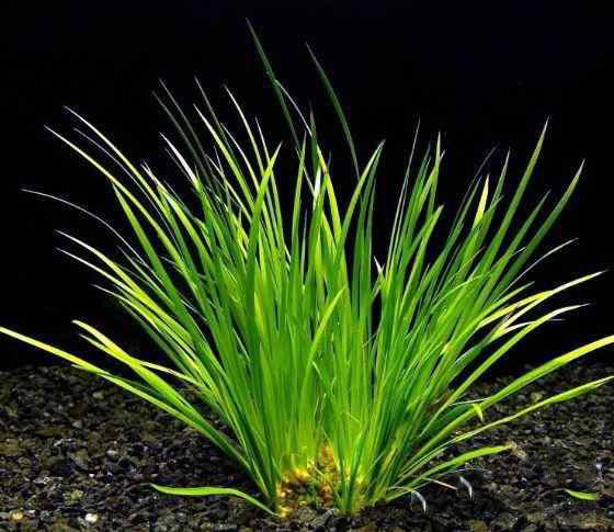 t010014c9581514fff3.jpg?size=560x485