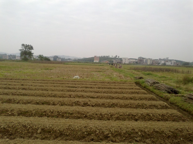 我们村几百亩承包责任田水稻田被强制征收约补