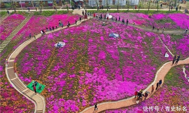 湖北宜昌:100亩芝樱花开,美的让人陶醉