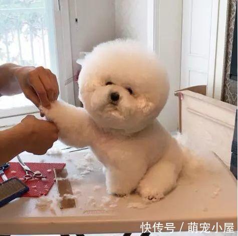 宠物店老板拒绝给家里的狗狗剪毛,知道原因后