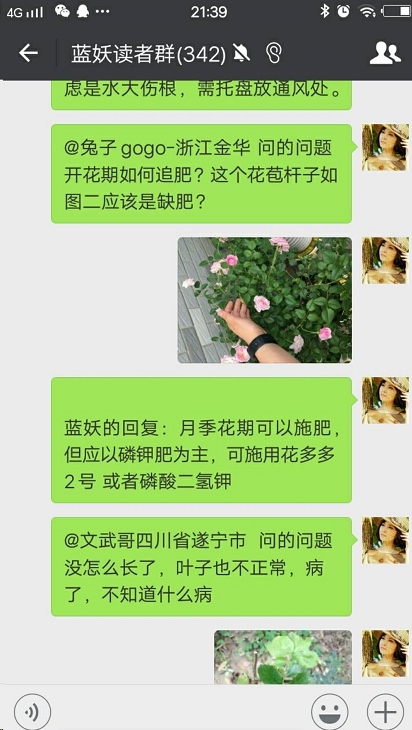 蓝妖：月季开花后如何施肥？至少50%的人做错了！