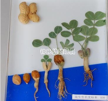 花生的生长过程 在植物王国里