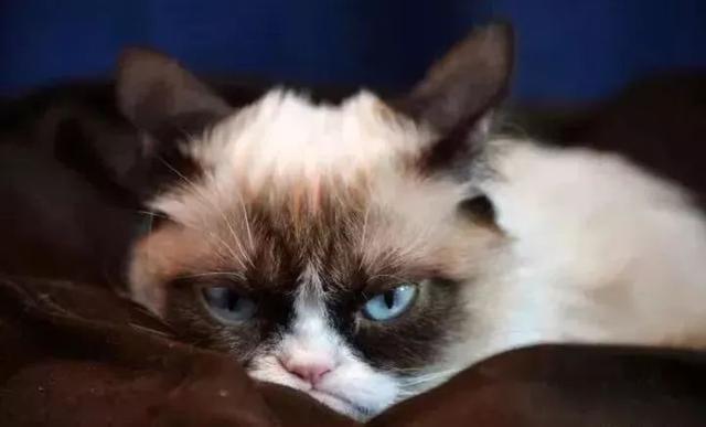 萌得不要不要的INS十大网红宠物~