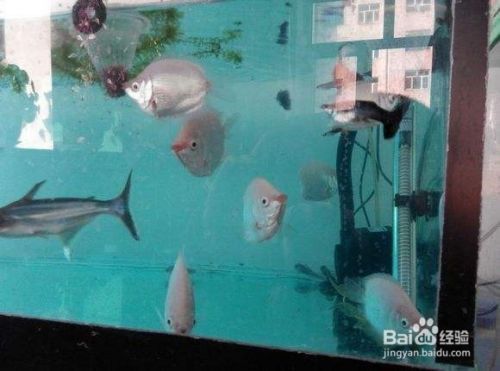 濰坊水族館野采水草誰認(rèn)得 水草