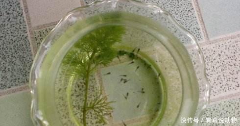 孔雀母鱼, 真的可以在没有公鱼的情况下连生小