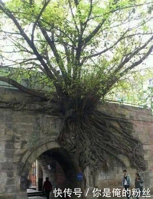 搞笑图片幽默段子笑话:树还能长在墙上啊?生命