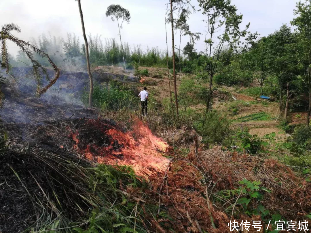 宜宾一老人焚烧枯草引发大山起火,幸好有他们