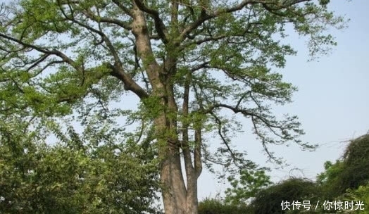 这种树比砒霜还毒,毒性不亚于五步蛇,在中国的