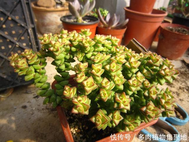 多肉植物小米星怎么养爆盆?教你扦插,花盆都放