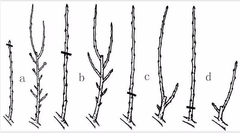 种植技术:果树的修剪方法,你能看懂吗?