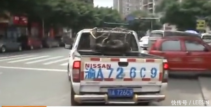 老夫妻养了条蛇,越养越大到百斤,结果