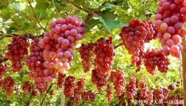 应季水果葡萄陆陆续续上市了,爱吃的朋友要注意这些 澳门太阳城注册平台