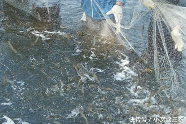 虾怎么养,养虾技术!