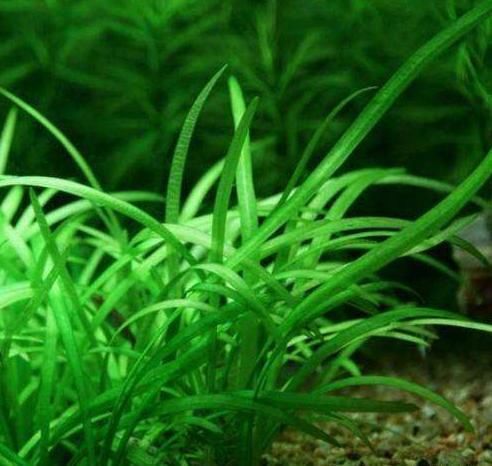 美化鱼缸的4种常见水草,不加二氧化碳也可以长