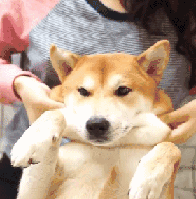 【gif分享】doge的脸到底有多好捏?可能只有捏过的人知道