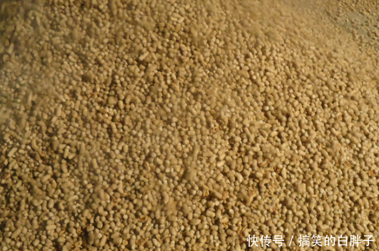 水中参的养殖方式,南北气温各不同,细节千万要