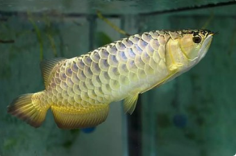 汕頭哪里賣魚缸便宜（汕頭哪里賣魚缸便宜又好） 其他品牌魚缸