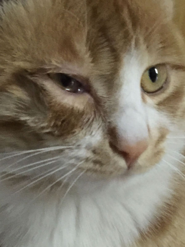 这猫眼睛怎么回事?(图1) 这猫眼睛怎么回事?(图2) 这猫眼睛怎么回事?(图3) 这猫眼睛怎么回事?(图4) 这猫眼睛怎么回事?(图5) 这猫眼睛怎么回事?(图6) 为了解决用户可能碰到关于"这猫眼睛怎么回事?"相关的问题,突袭网经过收集整理为用户提供相关的解决办法,请注意,解决办法仅供参考,不代表本网同意其意见,如有任何问题请与本网联系。