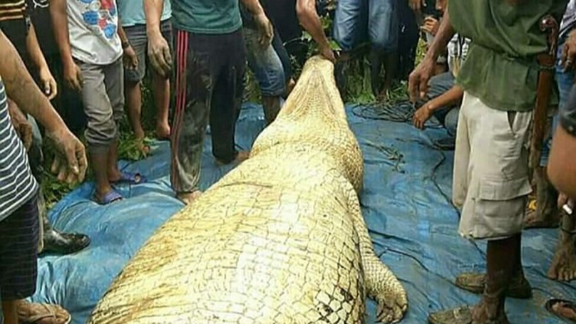 印男失踪2天 警方打开6米鳄鱼肚子,真相让人反