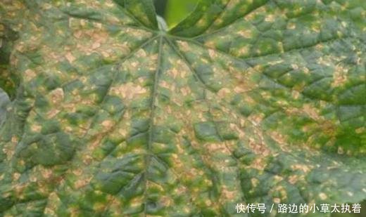 什么是真菌病什么是细菌病 t010d13daf84743f2d0.jpg