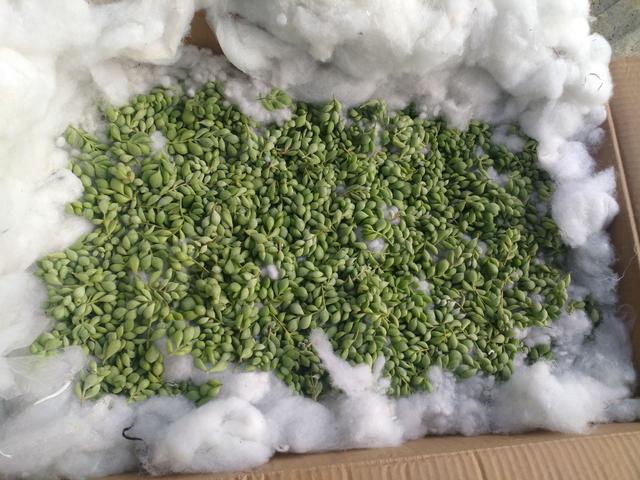 小棚主(连载三十二)开箱贴 小米星,达摩福娘砍头