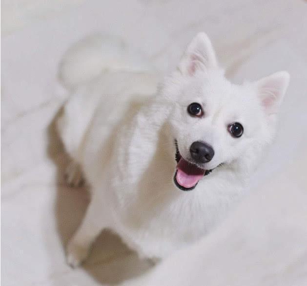 梦见被大狗咬住脚还有小狗咬我头部,解读梦境中的恐惧与成长 梦见被大狗咬住脚还有小狗咬我头部,解读梦境中的恐惧与成长