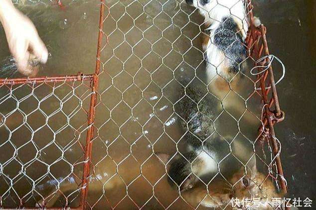 越南猫肉市场惨无人道, 称: 活剥猫皮和慢慢淹死