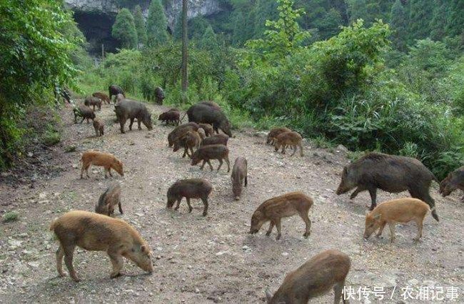 农民大姐养殖野性十足的它，年入几十万，脱颖而出成为富农