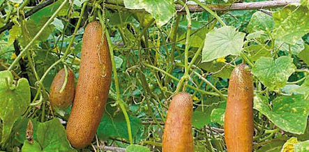 黄瓜水喝了有毒吗_360问答