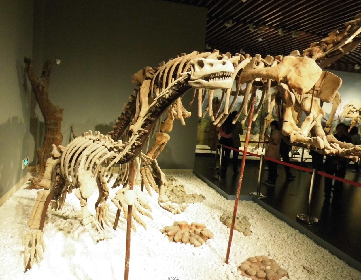 2023河源恐龙博物馆游玩攻略,特别是馆藏16000多枚恐龙蛋化...【去哪儿攻略】