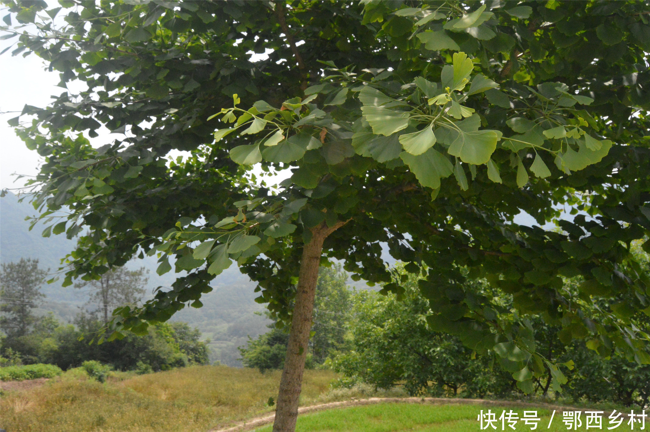 以前农村卖上千元的树,如今却无人问津;是什么导致这种暴利产生