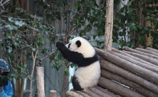 成都看熊猫最佳去处:面积很大,可近距离感受熊