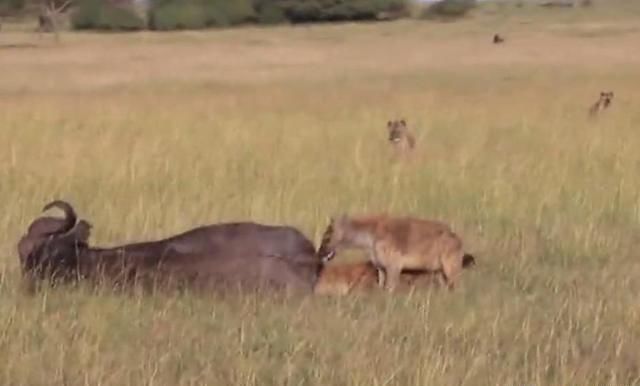 两只小鬣狗偷袭正在吃草的野牛,咬碎野牛蛋蛋