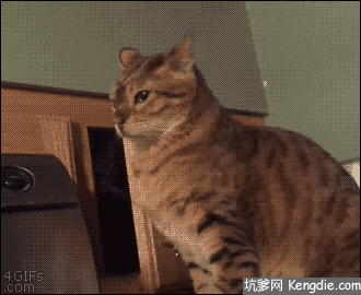 搞笑动物图片,二货那不是草地