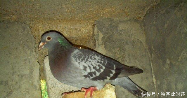 养鸽子要养成观察细节的好习惯