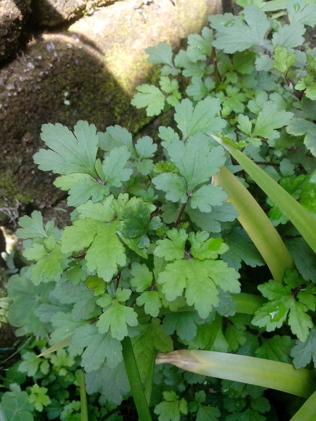 请问这种南方的可当蔬菜食用的植物叫什么?图