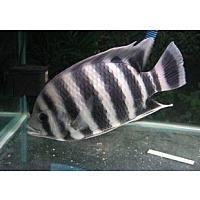 黑白条纹的热带鱼叫石什么了