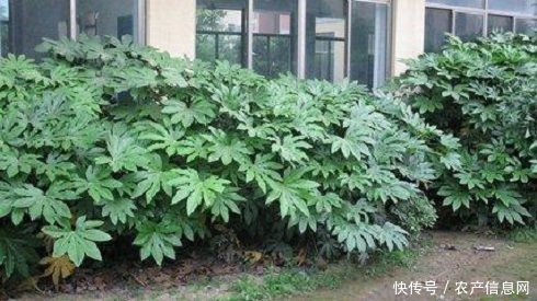 农业栽培：八角的育苗栽培管理技术