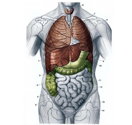 人体解剖