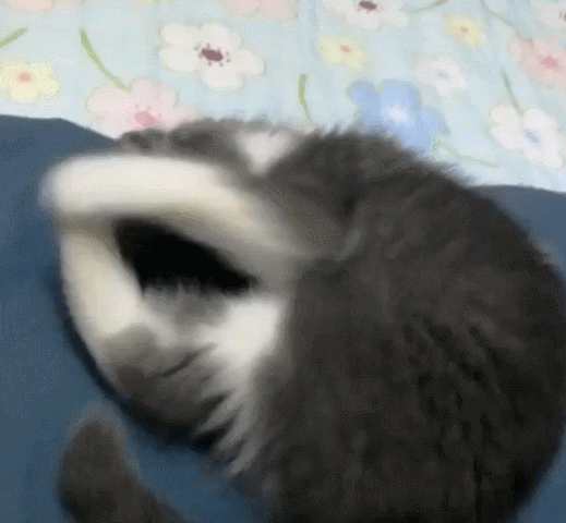 喵总用脚挠嘴,宠主告诉它不可以,于是它这么做