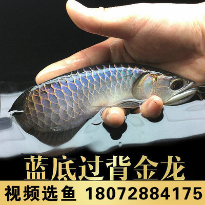 紅龍魚回收價格（紅龍魚回收價格是多少？） 水族問答