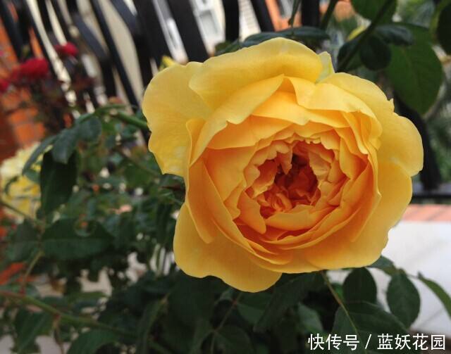 蓝妖:月季开花后如何施肥?至少50%的人做错了