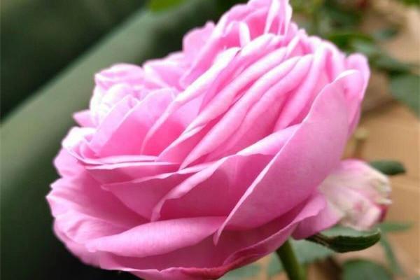 月季花怎么修剪才能长得好呢 t011962430e6d1077d3.jpg?size=600x400