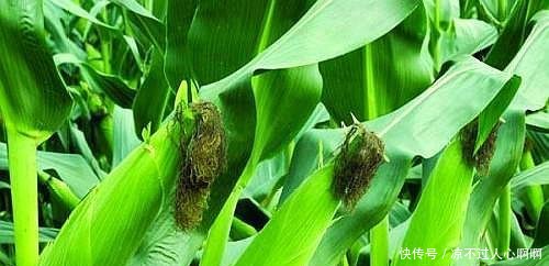 王米图片 t0119742eb1fc7cba14.jpg